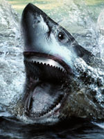 Sandflex Haifisch