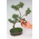 Blumenschere zum Schneiden zarter Pflanzen, Klinge 50 mm
